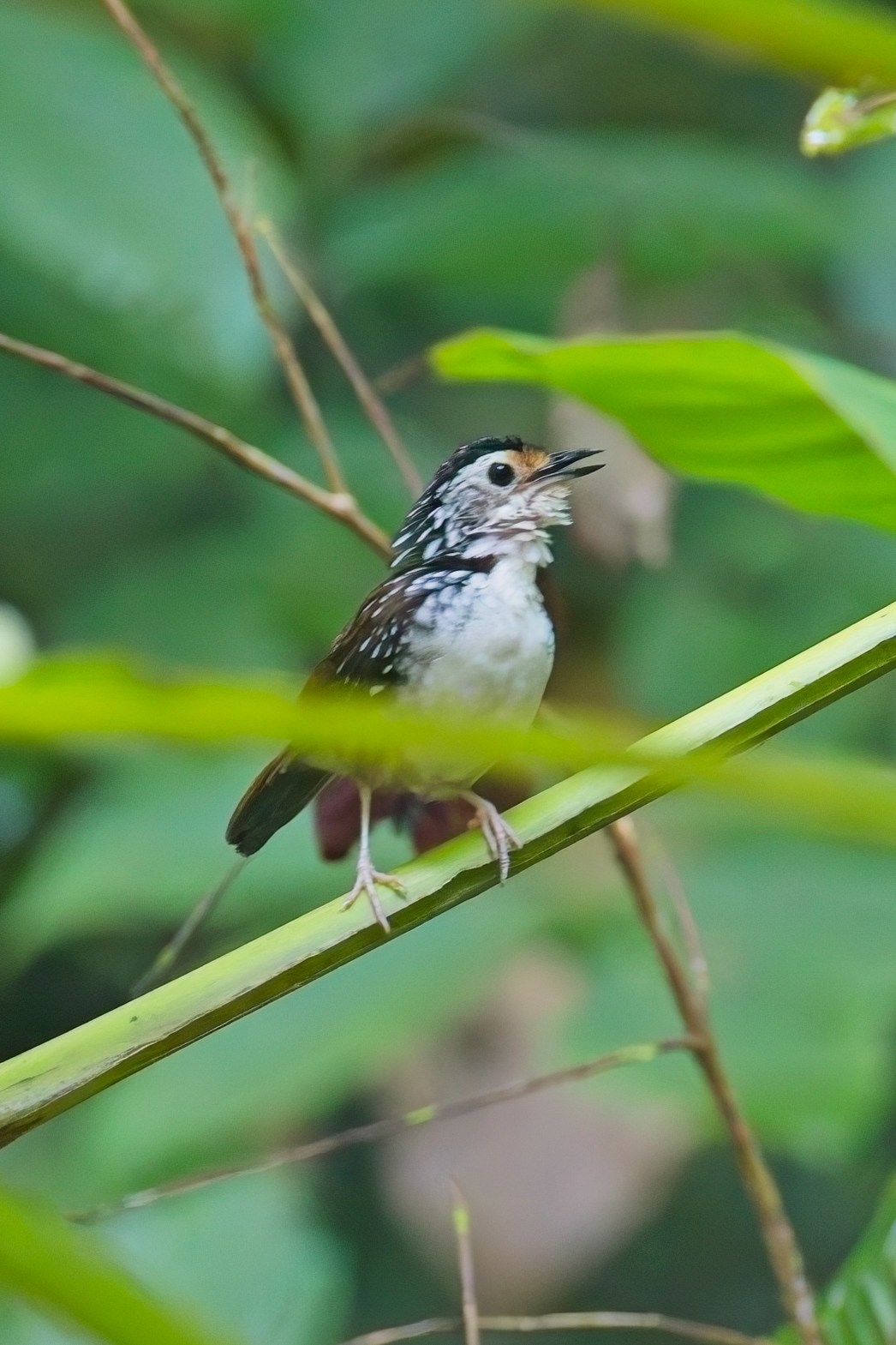 Striped Wren-babbler (image by Andre Ambrose D'Penha)