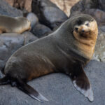 Subantarctic Fur Seal (image by Nik Borrow)
