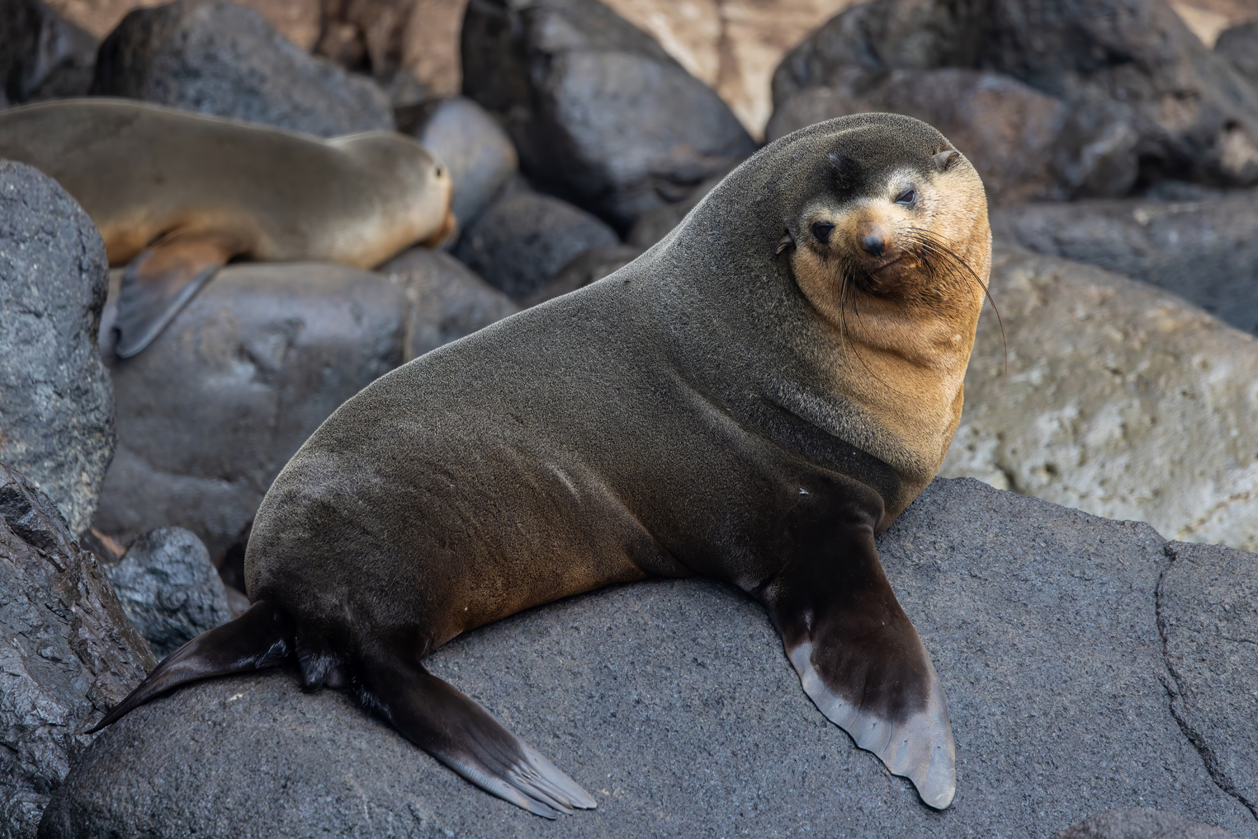 Subantarctic Fur Seal (image by Nik Borrow)