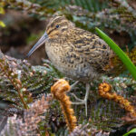 Subantarctic Snipe (image by Nik Borrow)