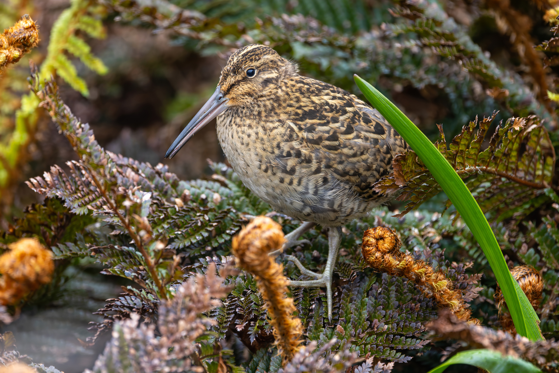 Subantarctic Snipe (image by Nik Borrow)