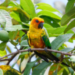 Sulphur-breasted Parakeet (image by Leo Garrigues)
