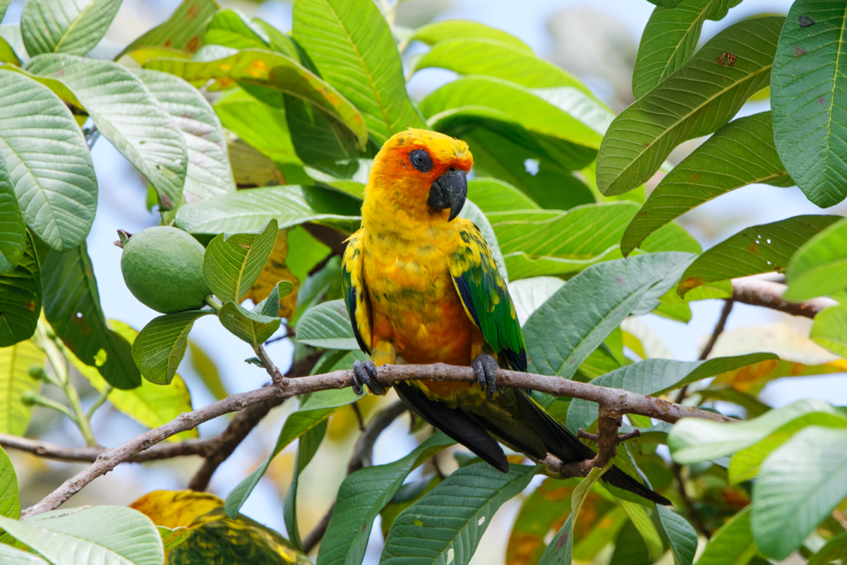 Sulphur-breasted Parakeet (image by Leo Garrigues)
