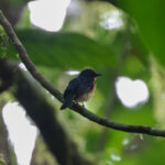Sunda Blue Flycatcher (image by Yeo Siew Teck)