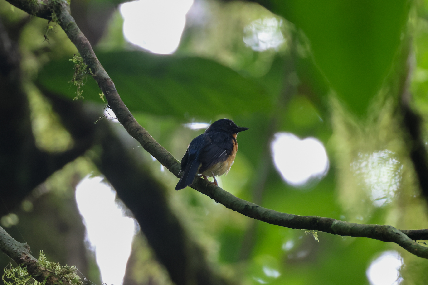 Sunda Blue Flycatcher (image by Yeo Siew Teck)