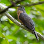 Sunda Brush Cuckoo (image by Andre Ambrose D'Penha)