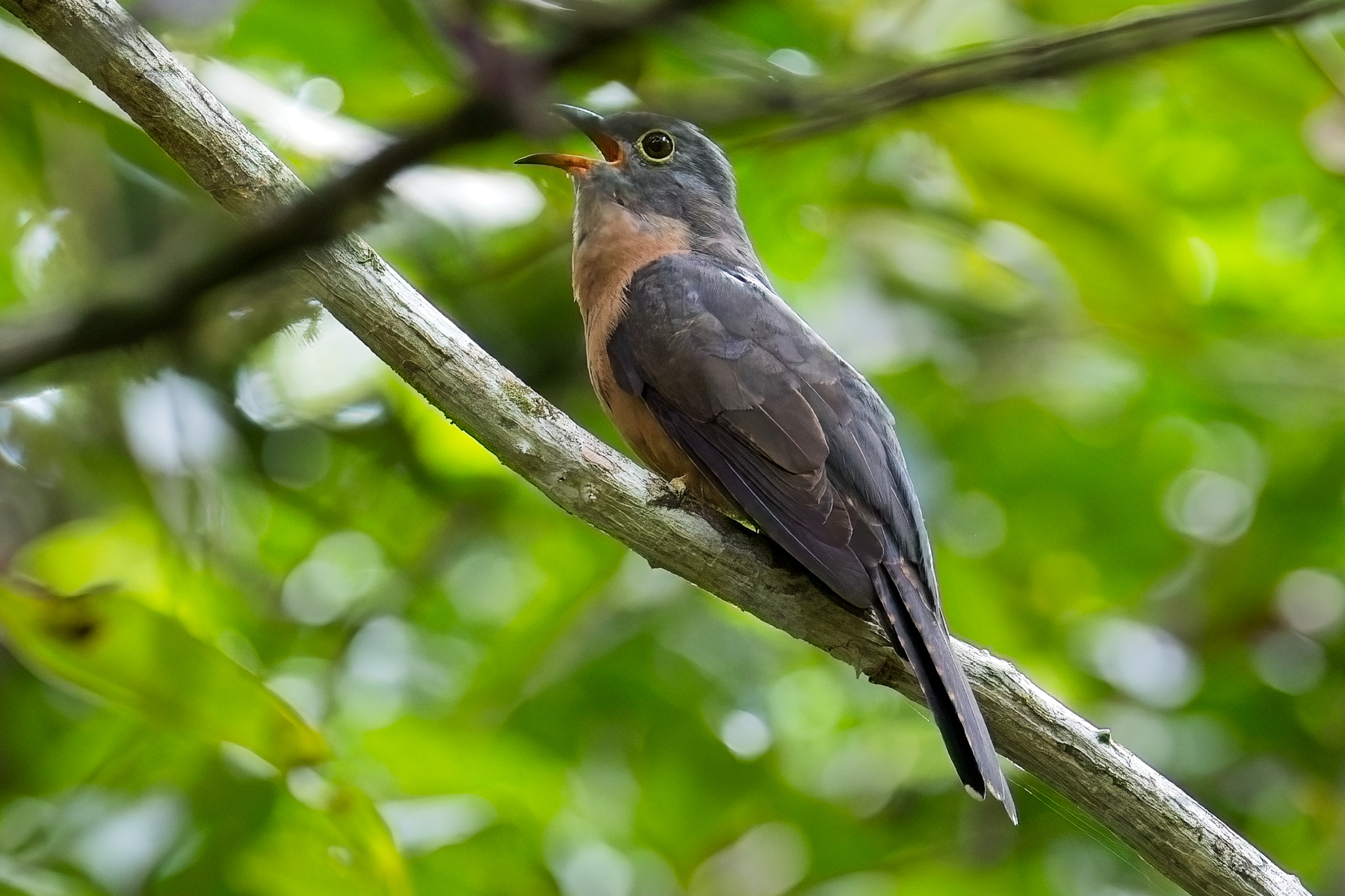Sunda Brush Cuckoo (image by Andre Ambrose D'Penha)
