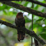 Sunda Cuckoo (image by Yeo Siew Teck)