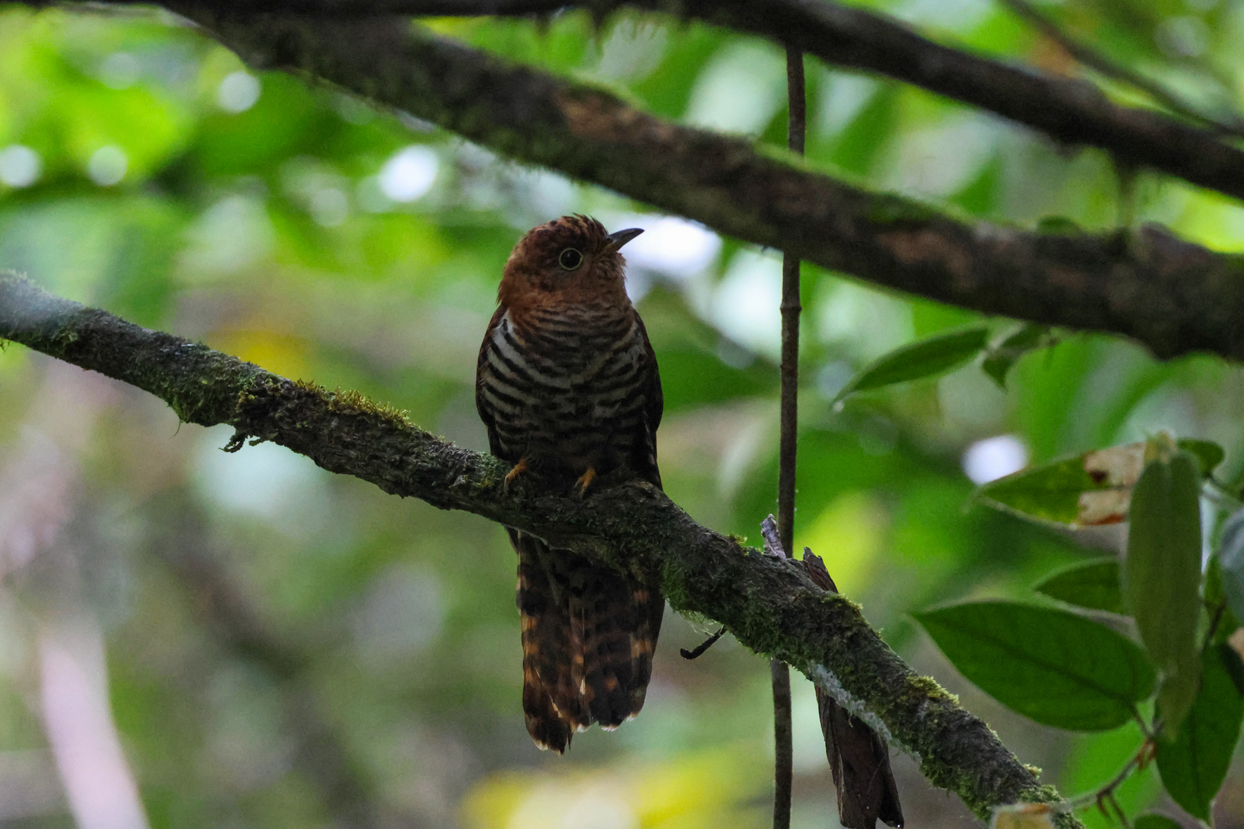 Sunda Cuckoo (image by Yeo Siew Teck)