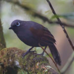 Sunda Laughingthrush (image by Andre Ambrose D'Penha)