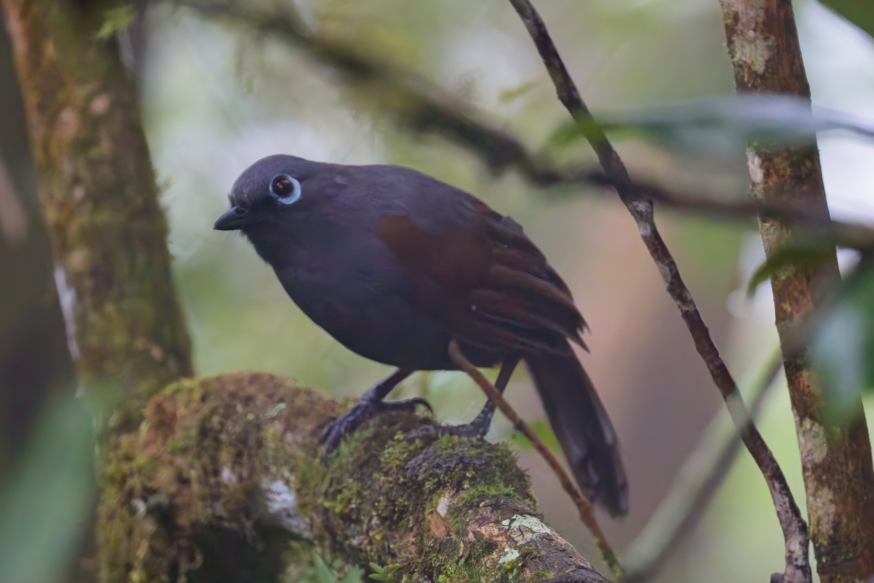Sunda Laughingthrush (image by Andre Ambrose D'Penha)