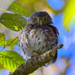 Sunda Owlet (image by Andre Ambrose D'Penha)