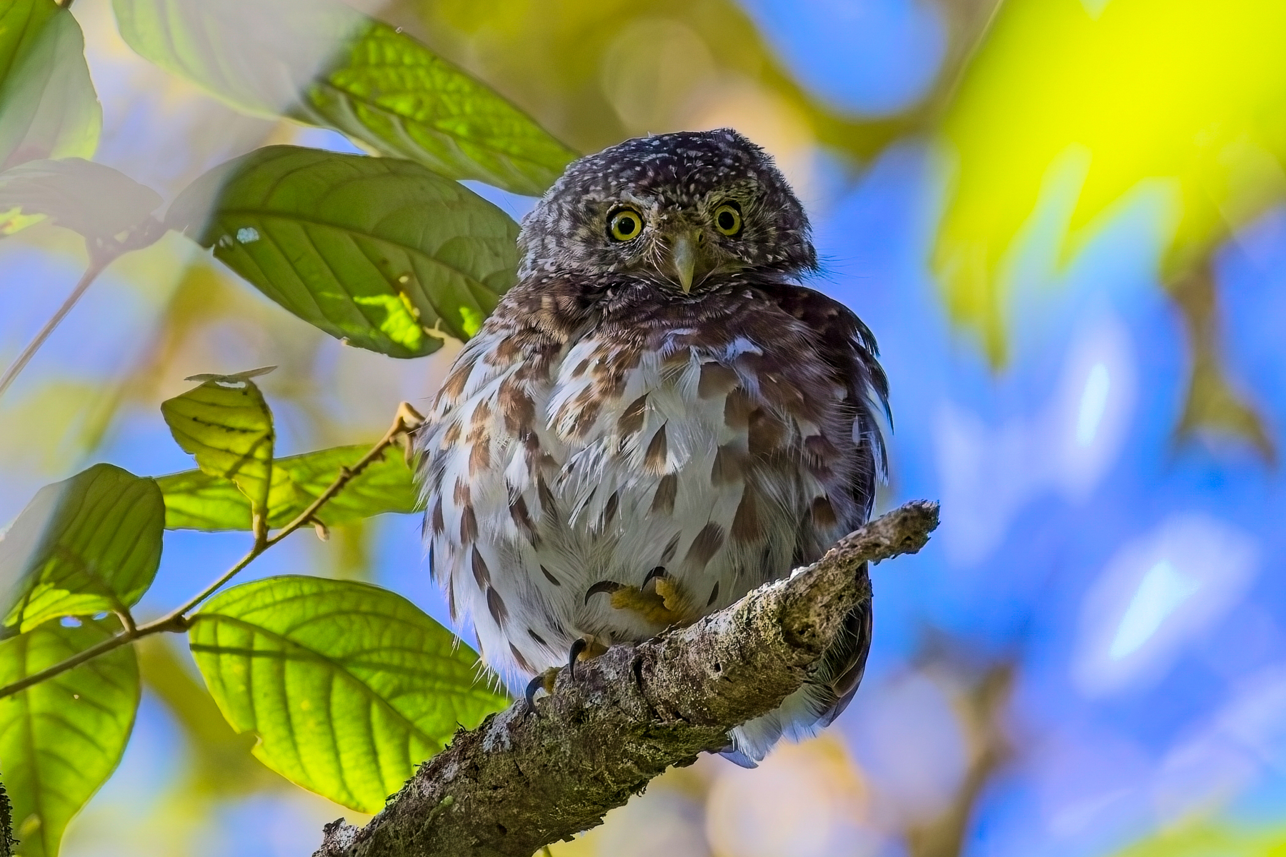 Sunda Owlet (image by Andre Ambrose D'Penha)
