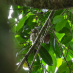 Sunda Owlet (image by Yeo Siew Teck)