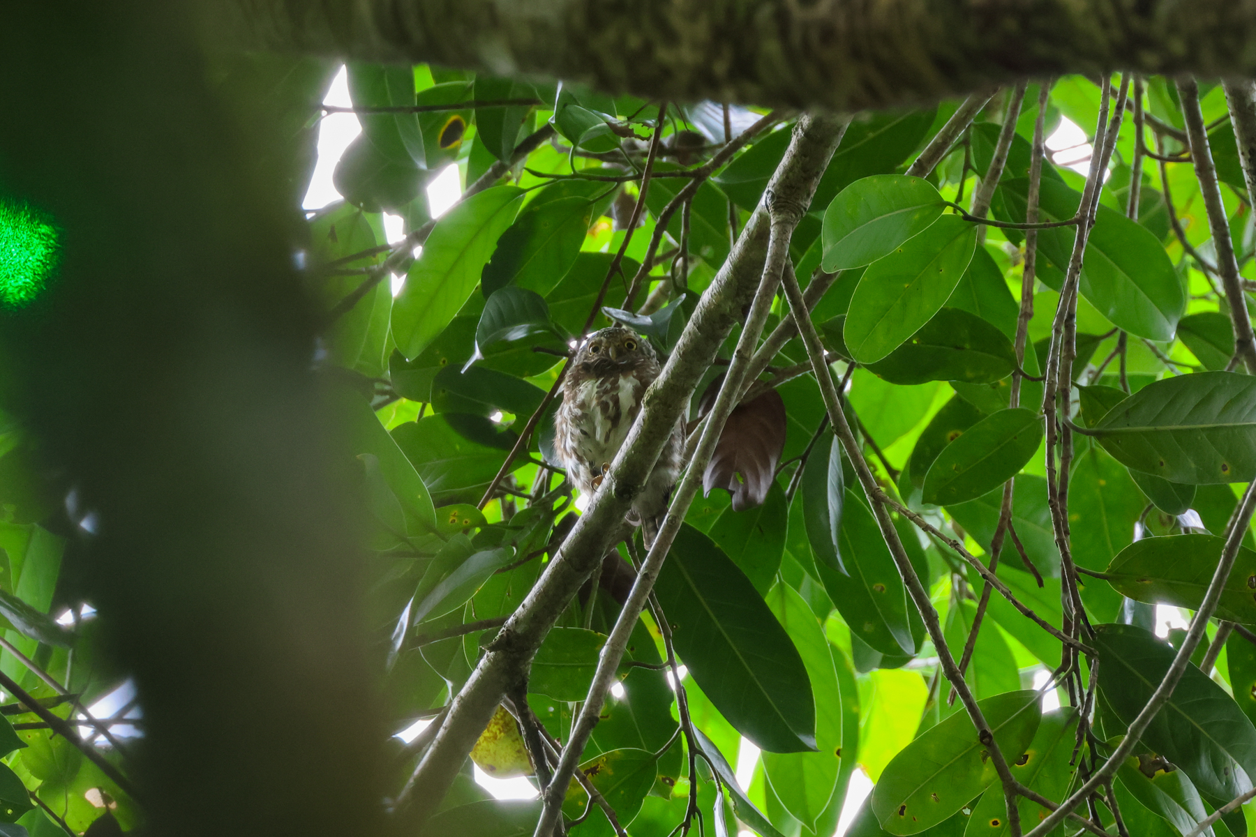 Sunda Owlet (image by Yeo Siew Teck)
