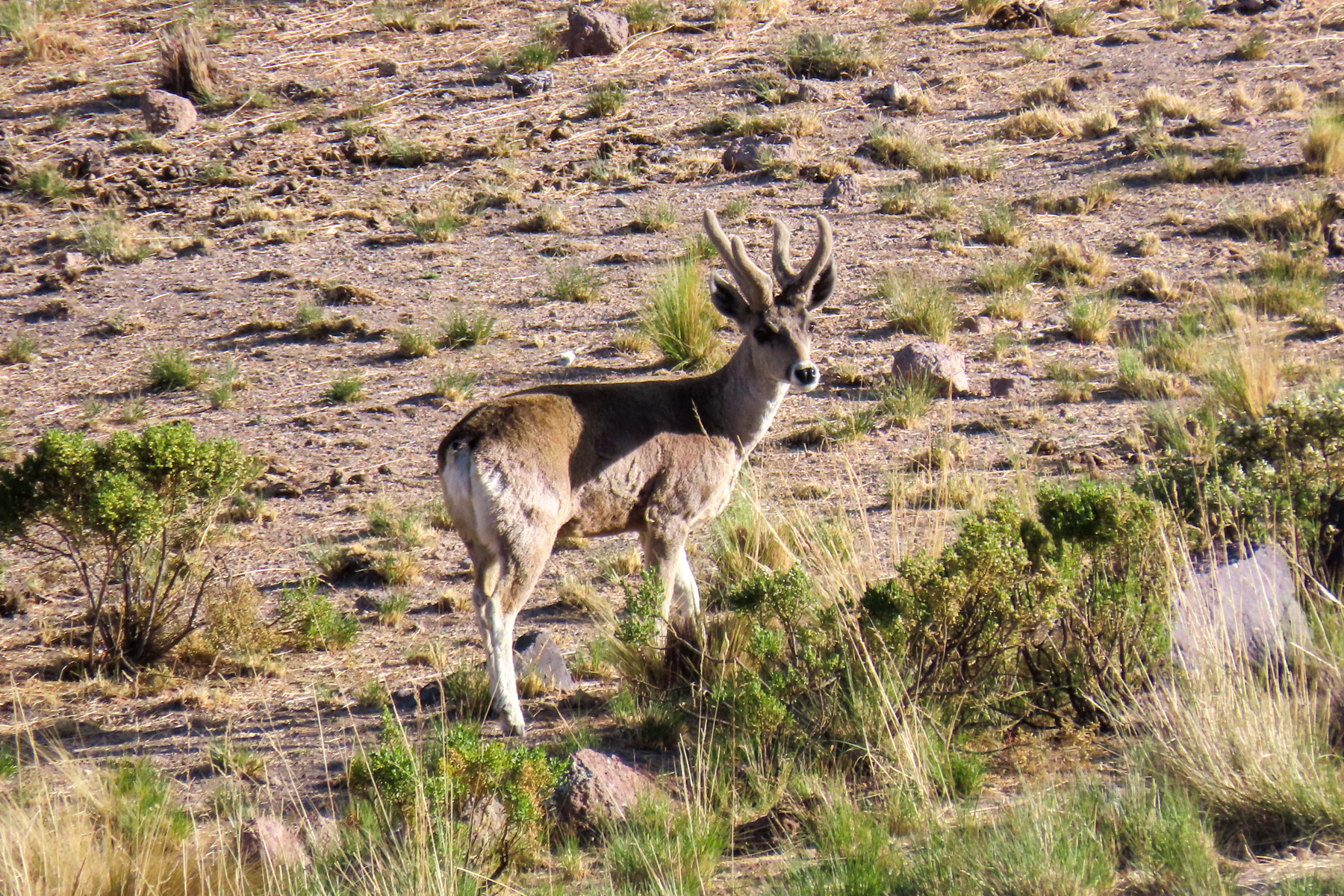 Taruca (image by Mark Pearman)