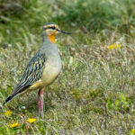 Tawny-throated Dotterel (image by Petros Triantafyllis)