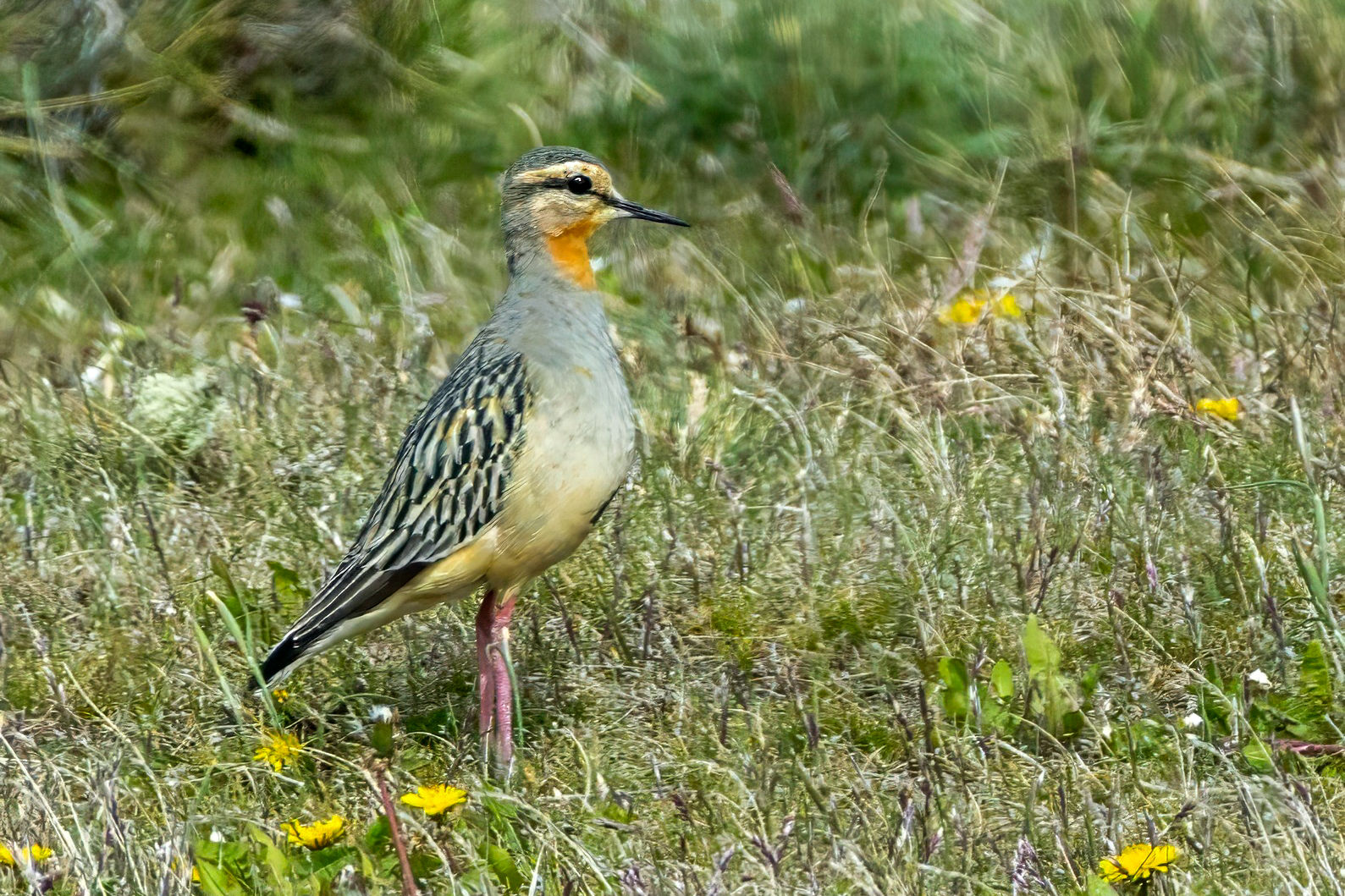 Tawny-throated Dotterel (image by Petros Triantafyllis)