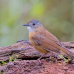 Temminck's Babbler (image by Andre Ambrose D'Penha)