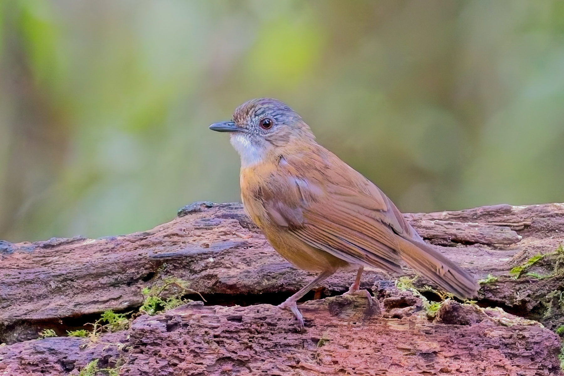 Temminck's Babbler (image by Andre Ambrose D'Penha)