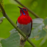 Temminck's Sunbird (image by Andre Ambrose D'Penha)