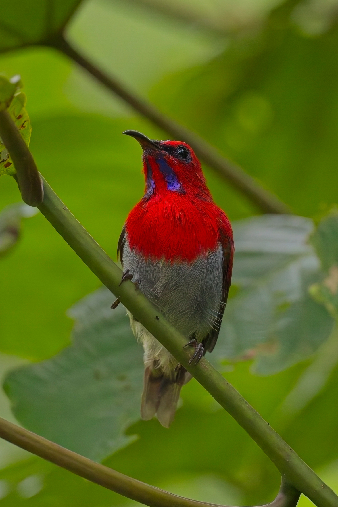 Temminck's Sunbird (image by Andre Ambrose D'Penha)