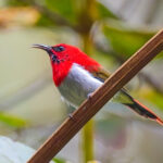 Temminck's Sunbird (image by Andre Ambrose D'Penha)