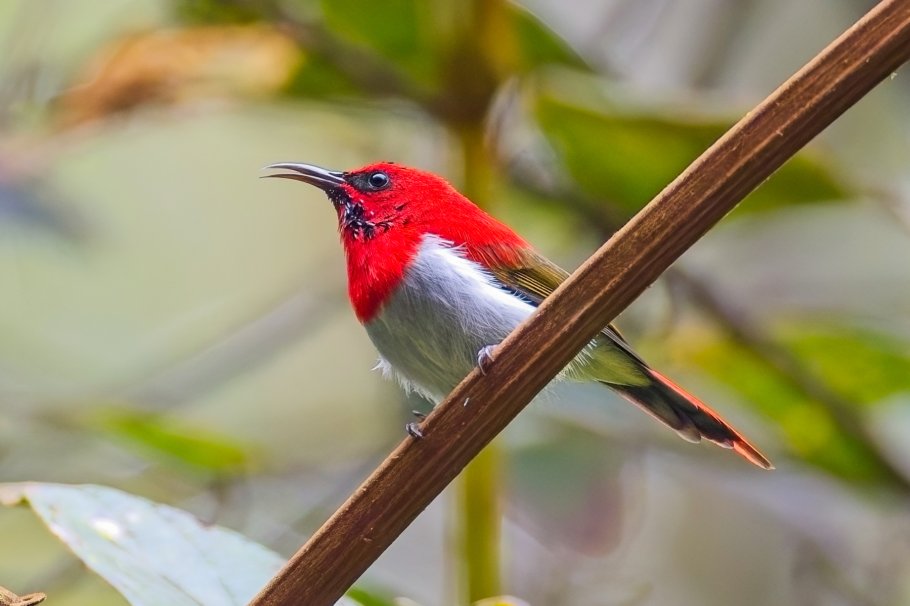 Temminck's Sunbird (image by Andre Ambrose D'Penha)