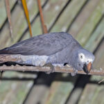 Timneh Parrot (image by Pete Morris)