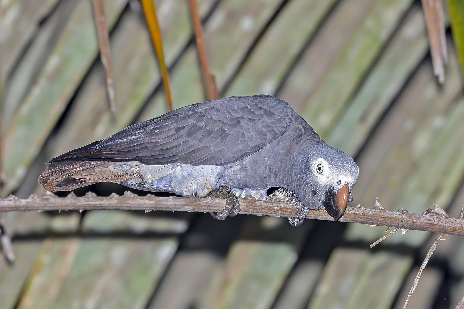 Timneh Parrot (image by Pete Morris)