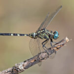 Tiwai Dragonfly (image by Pete Morris)
