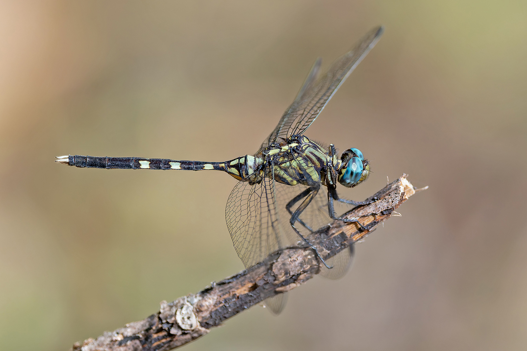 Tiwai Dragonfly (image by Pete Morris)