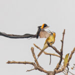Togo Paradise Whydah and White-throated Bee-eater (image by Pete Morris)