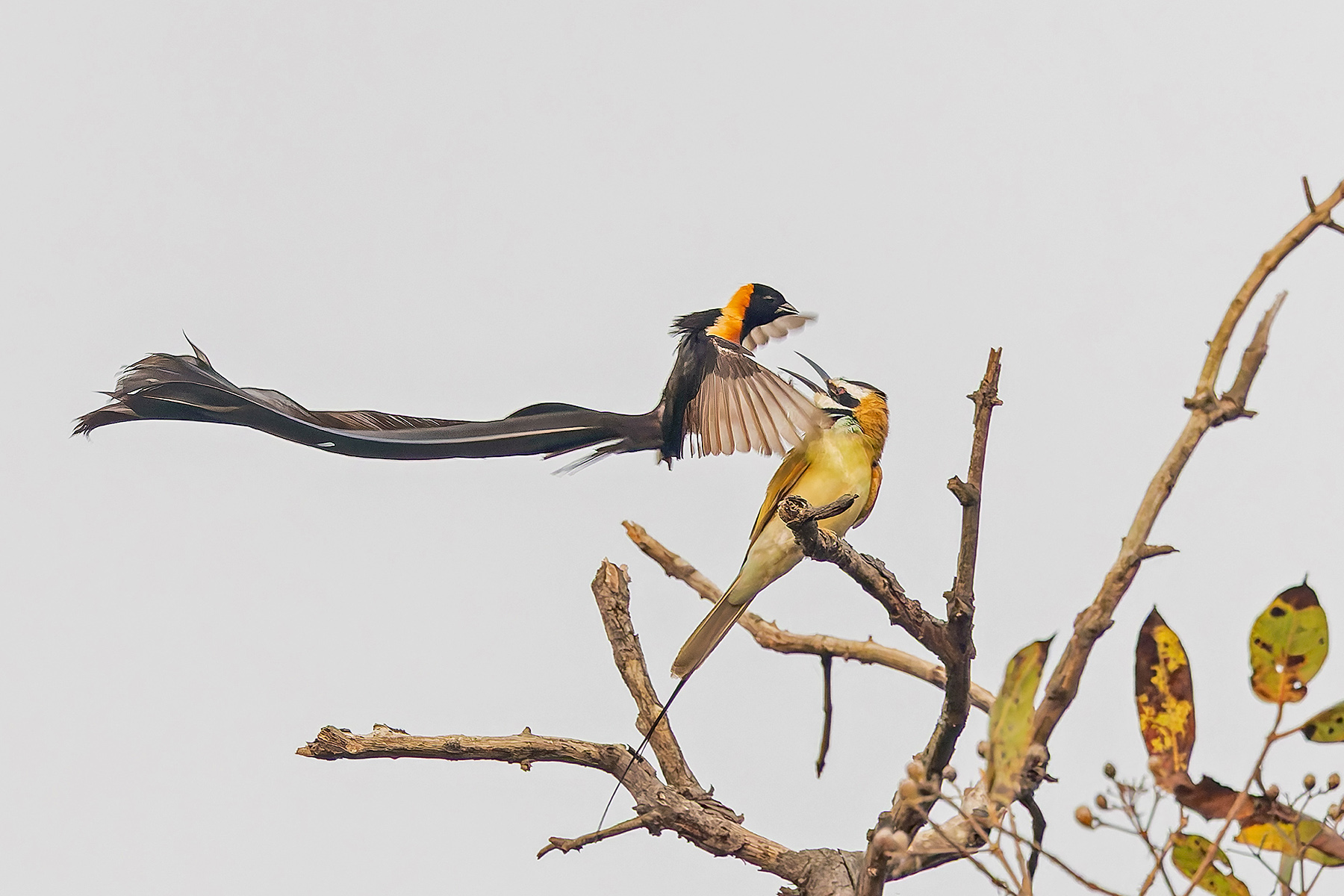 Togo Paradise Whydah and White-throated Bee-eater (image by Pete Morris)