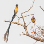 Togo Paradise Whydah (image by Pete Morris)