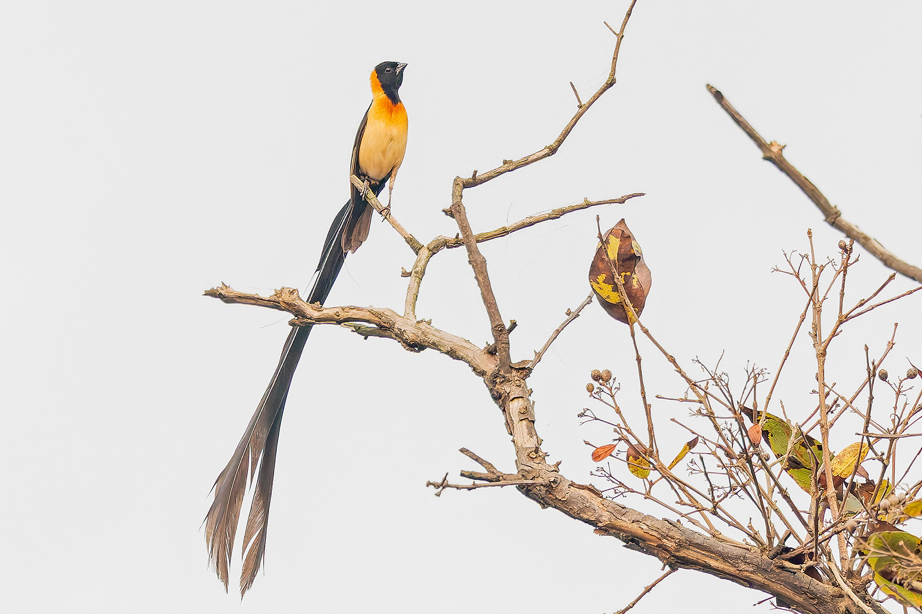 Togo Paradise Whydah (image by Pete Morris)
