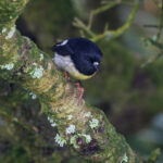 Tomtit (image by Nik Borrow)