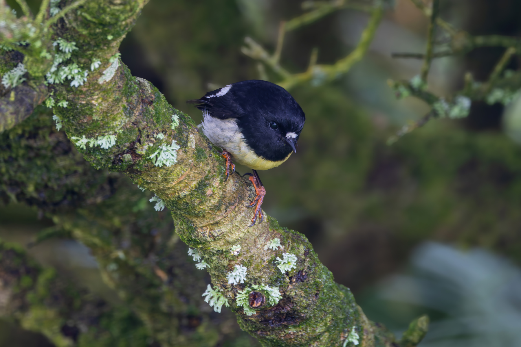 Tomtit (image by Nik Borrow)