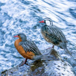 Torrent Ducks (image by Petros Triantafyllis)