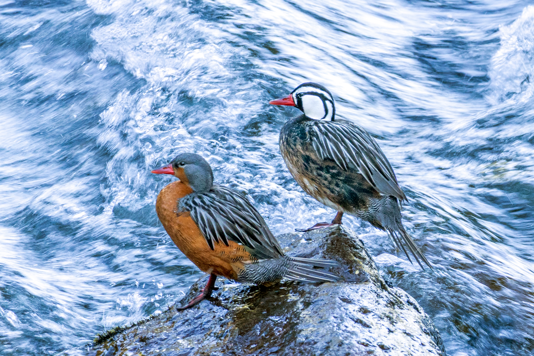 Torrent Ducks (image by Petros Triantafyllis)