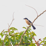 Turati's Boubou (image by Pete Morris)