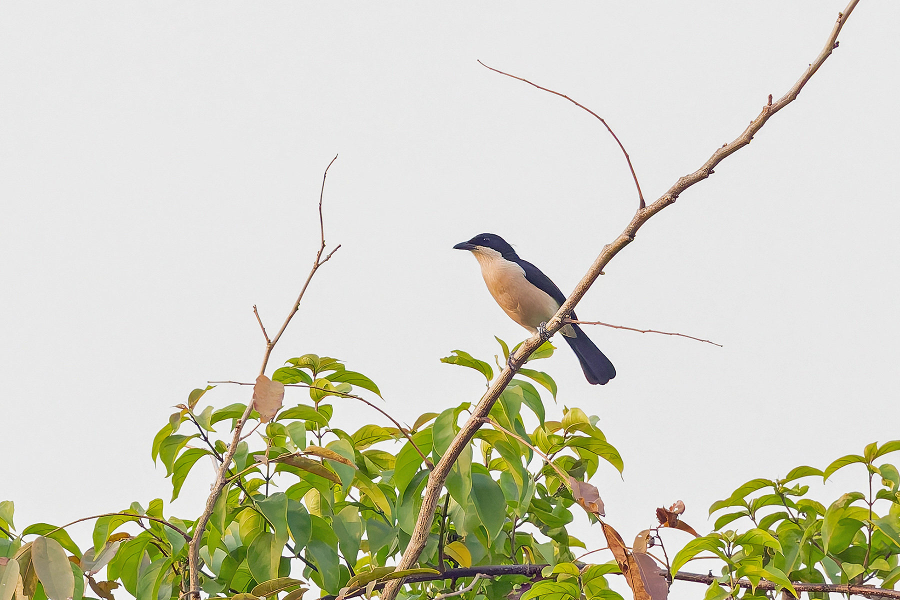 Turati's Boubou (image by Pete Morris)