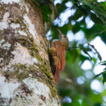 Uniform Woodcreeper (Brigida's) (image by Leo Garrigues)