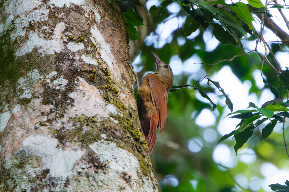 Uniform Woodcreeper (Brigida's) (image by Leo Garrigues)