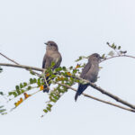 Ussher's Flycatchers (image by Pete Morris)