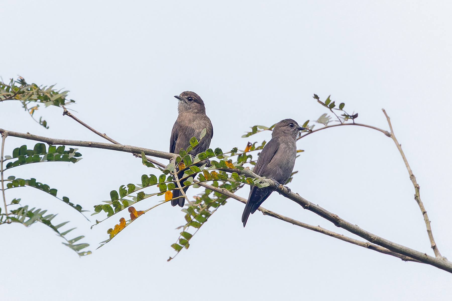 Ussher's Flycatchers (image by Pete Morris)