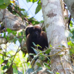Uta Hick's Bearded Saki (image by Leo Garrigues)