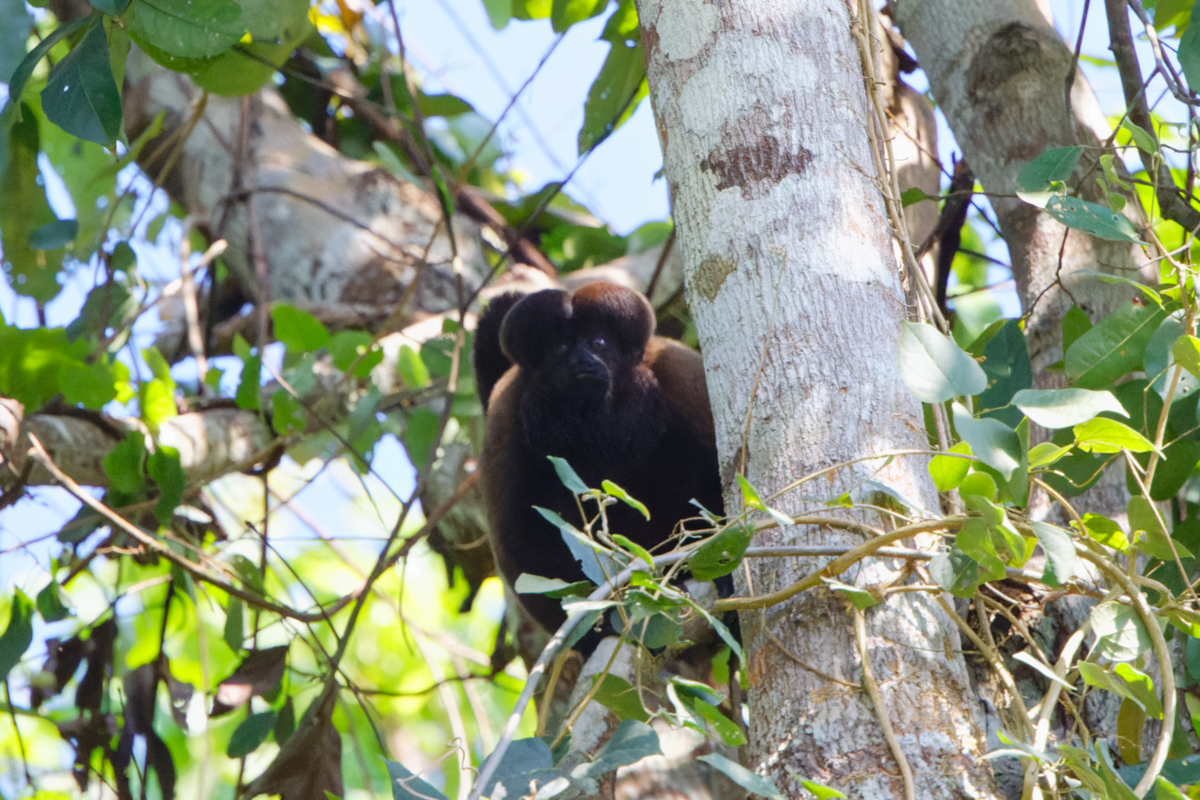 Uta Hick's Bearded Saki (image by Leo Garrigues)