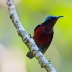 Van Hasselt's Sunbird (image by Andre Ambrose D'Penha)