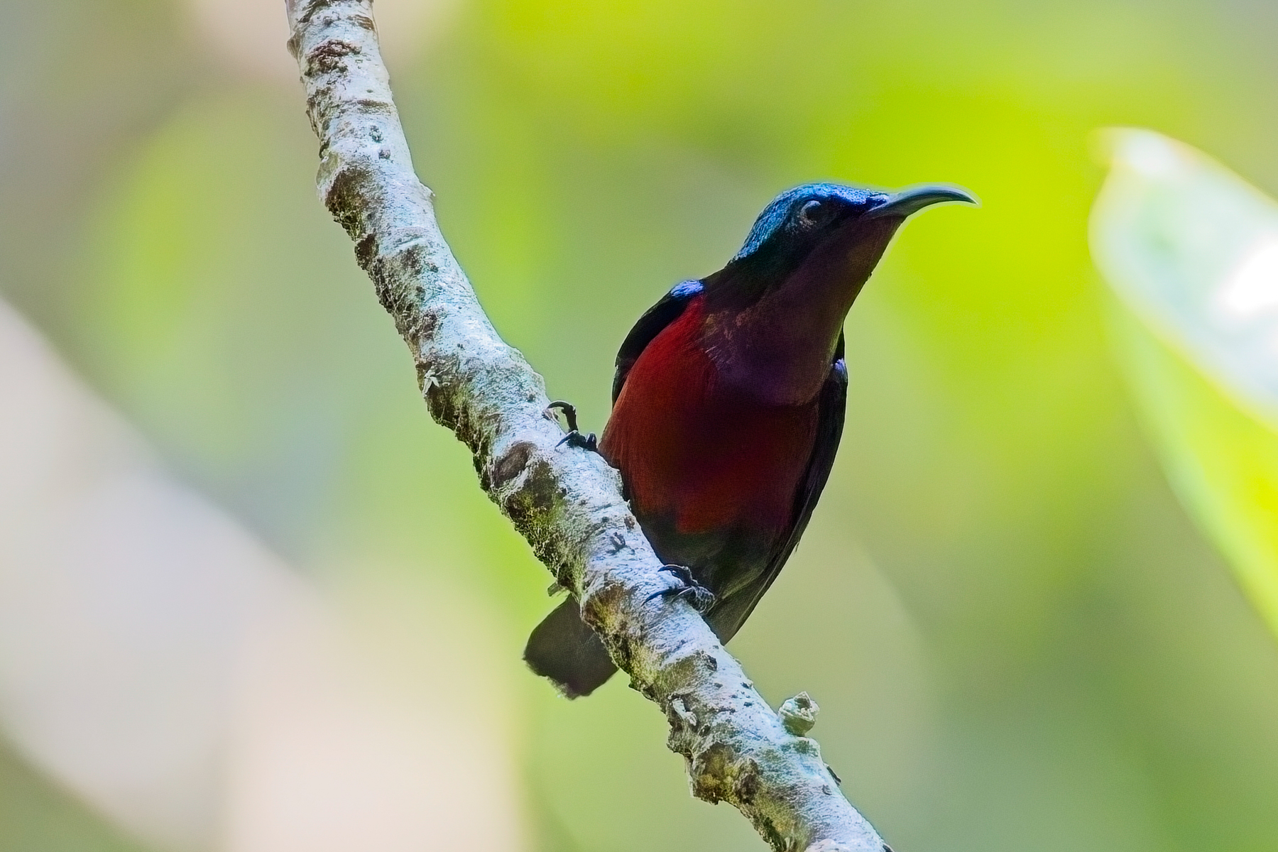 Van Hasselt's Sunbird (image by Andre Ambrose D'Penha)